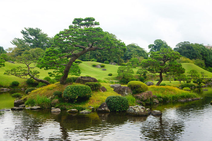 bonzai trees