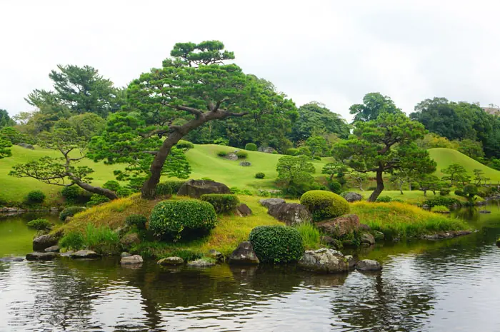 bonzai trees